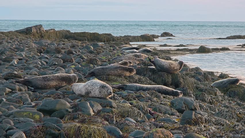 Beautiful wildlife video of seals lounging on coastal rocks at Ytri Tunga Beach on the Snaefellsnes Peninsula, Iceland.Gentle waves roll across the sand as the seals rest and play along the shoreline.