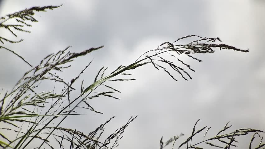 Seed heads of wild grass silhouetted against a textured cloudscape