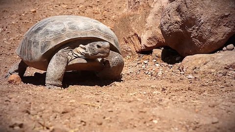Endangered Bolson Tortoise (Gopherus flavomarginatus) walking in the Chihuahuan Desert.  It is unique among Pleistocene animals in that, unlike mammoths & sabre-toothed tigers, it is not extinct. 