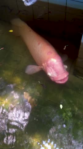 Fish of different sizes swimming in a pond as seen from above. Pink giant gourami and guppies moving in the water
