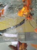 Several various goldfish move in a fish tank as an air pump makes bubbles rise around. Different pet fish swim in a busy group chaotically  - Powered by Shutterstock - Get 15% off with code: PIKWIZARD15