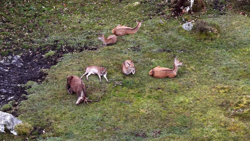Red deer stag sleeping, waking up and bellowing next to his harem