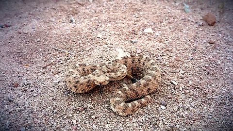 A Sonoran Desert Sidewinder Rattlesnake (Crotalus cerastes cercobombus) rattling and winding across sand in Arizona, USA.