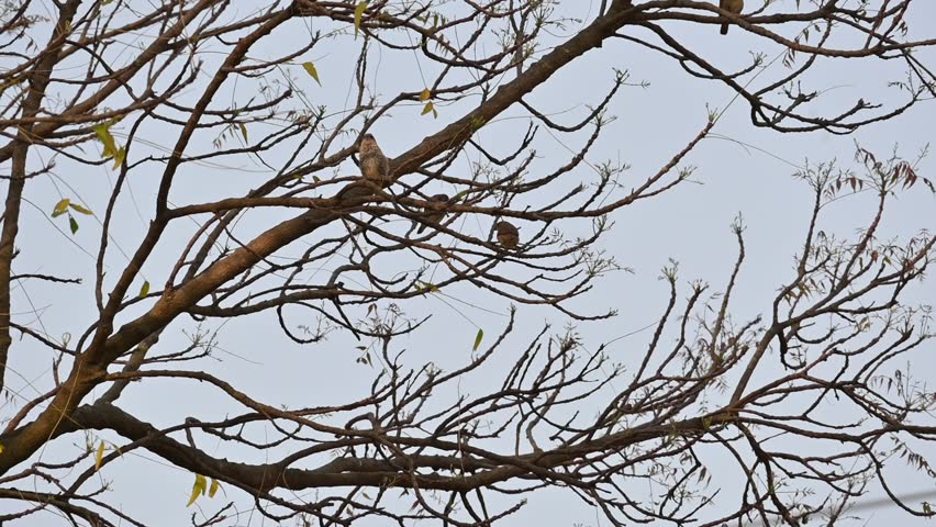 Two small brown birds are perched on branch of a tree. Captures themes of nature, wildlife, stillness, and seasonal change. 
