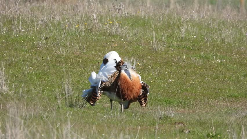 Otis tarda Great bustard making the wheel in the rut 