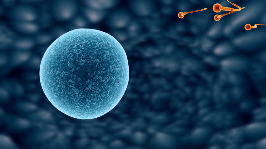 Sperm approaching egg