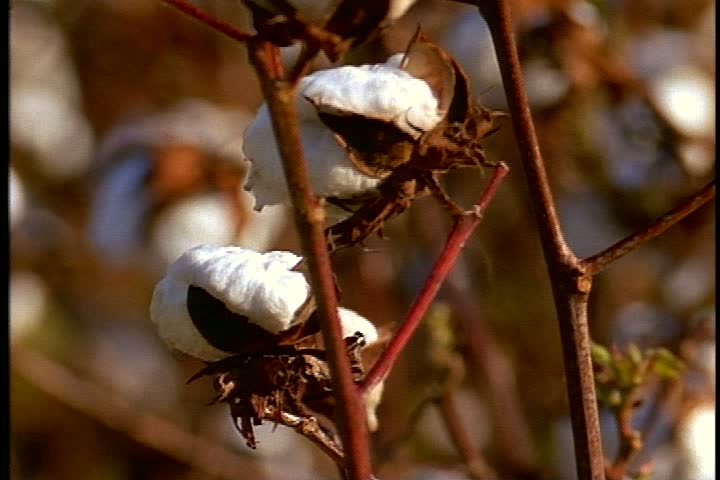 CU fluffy white cotton bolls on cotton plant in light breeze in Mississippi.