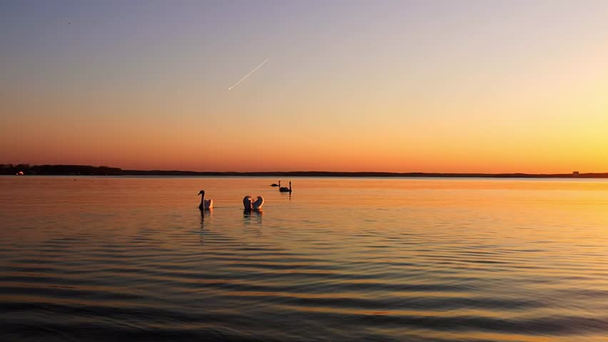 Silhouette of a flock of swans swimming on the lake in the golden hour at sunset. The serenity and beauty of nature. Waterfowl on shimmering water at orange background of evening sun. Full HD footage.
