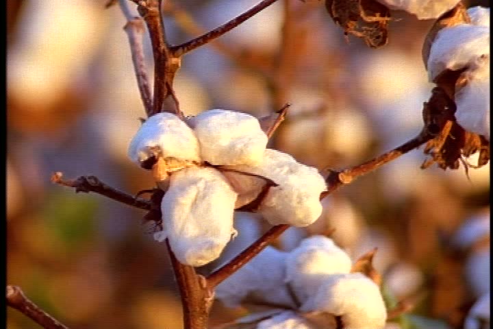 CU cotton bolls on cotton plant  in Mississippi.