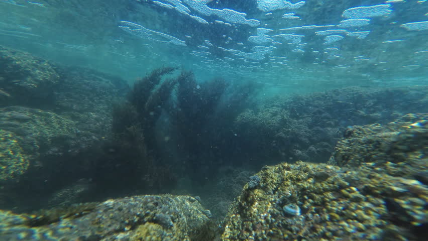 Sea Life Under Palos Verdes Waters California Coast USA Underwater Ocean
