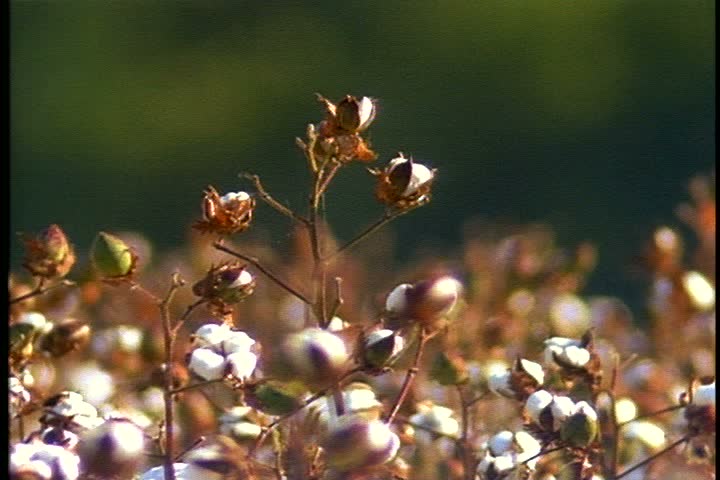 MS cotton plants in cotton field  in Mississippi. Cotton plants in background are out of focus. Cotton is blowing in light breeze. Camera pans right over cotton plants.