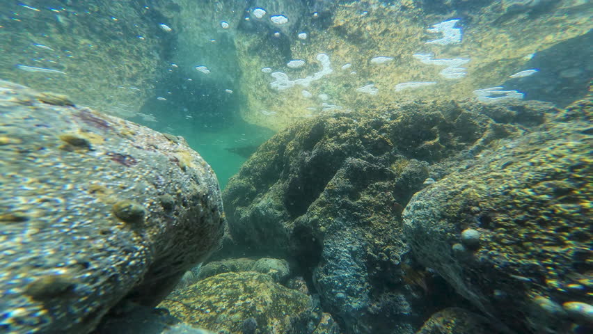 Southern California Submarine Environment in Palos Verdes USA Underwater Ocean