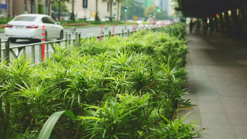 Green sidewalk planting along shaded walkway, ornamental shrubs lining pedestrian path, polished tiles under canopy, distant traffic blur, maintenance worker tending planters, tranquil urban oasis - Powered by Shutterstock - Get 15% off with code: PIKWIZARD15