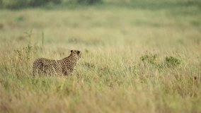 Tracking Shot of Cheetah Walking Through Rainy Kenyan Grassland, Scouting the Area - Powered by Shutterstock - Get 15% off with code: PIKWIZARD15