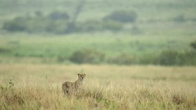 Tracking Shot of Cheetah Walking Through Rainy Kenyan Grassland, Scouting the Area - Powered by Shutterstock - Get 15% off with code: PIKWIZARD15