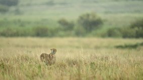 Tracking Shot of Cheetah Walking Through Rainy Kenyan Grassland, Scouting the Area - Powered by Shutterstock - Get 15% off with code: PIKWIZARD15