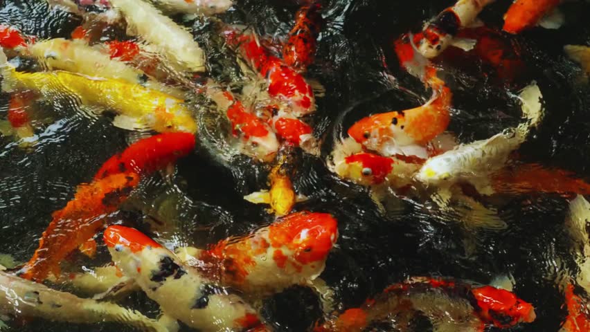 The photograph showcases the cultural significance of koi fish in many Asian traditions, symbolizing luck, perseverance, and prosperity. The natural aquatic environment, soft lighting, and calm water 