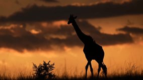 Silhouette of Giraffe at Sunset in Kenyan Grassland with Sun Behind - Powered by Shutterstock - Get 15% off with code: PIKWIZARD15