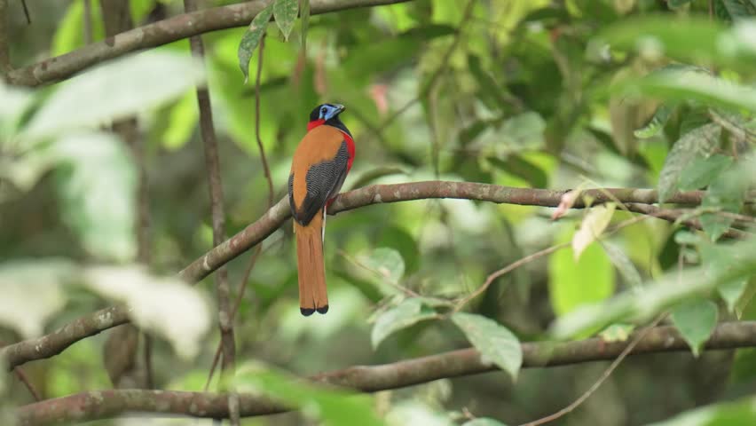 Red-naped Trogon (Harpactes kasumba) perch on branch. Bird watching in natural habitats in the forest.