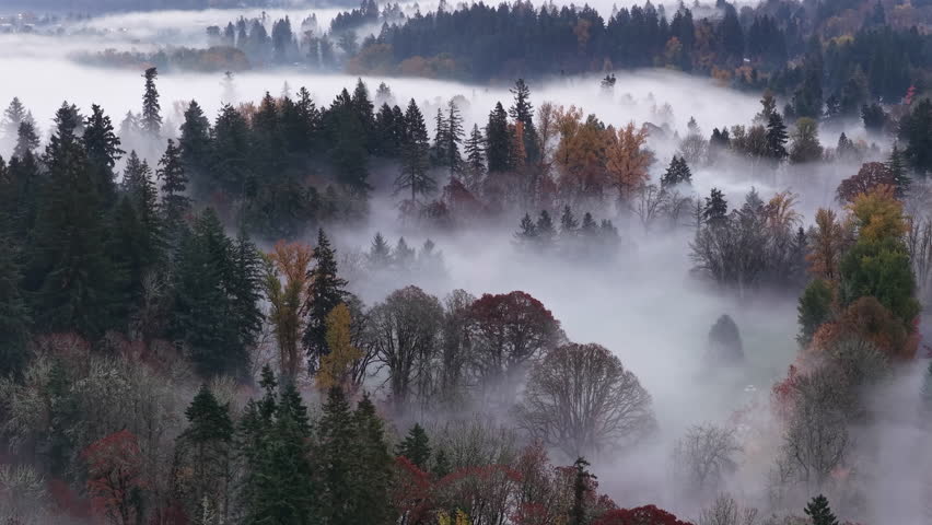 Morning fog drifts through a scenic, forested Pacific Northwest landscape near Portland, Oregon. Fog and mist forms when moist air cools to its dew point, causing water vapor to condense.