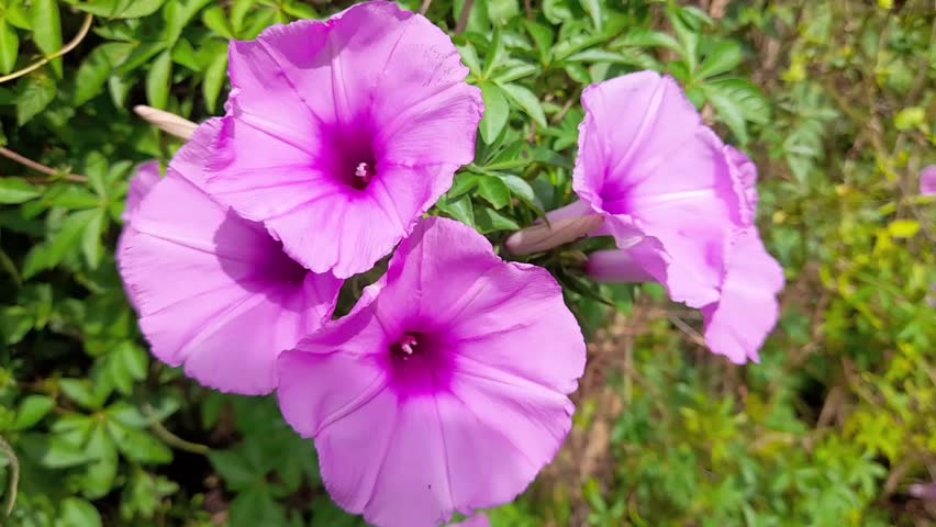 Close-up of vibrant pink-purple Ipomoea cairica (Morning Glory) flowers blooming in natural sunlight. Lush, lively tropical nature footage, perfect for garden, spring, or summer projects.