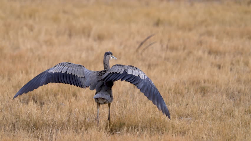 Great Blue Heron walking through grassy field in slow motion.