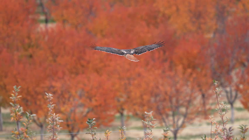 Red-Tailed Hawk flying over orchard in fall colors in Utah.