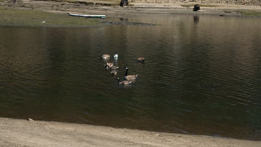 Canada geese swimming on the lake near the shore