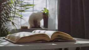 Cinematic Close-Up Of An Antique Book On A Small Table As Warm Sunlight Fills The Room, Breeze Gently Flips Its Pages While A Cat Sits On The Windowsill Among Potted Plants. - Powered by Shutterstock - Get 15% off with code: PIKWIZARD15