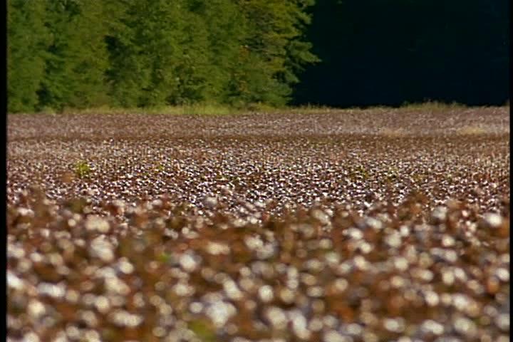 WS cotton plants in cotton field fills in Mississippi. Cotton is blowing in light breeze. Camera pans right over cotton plants.