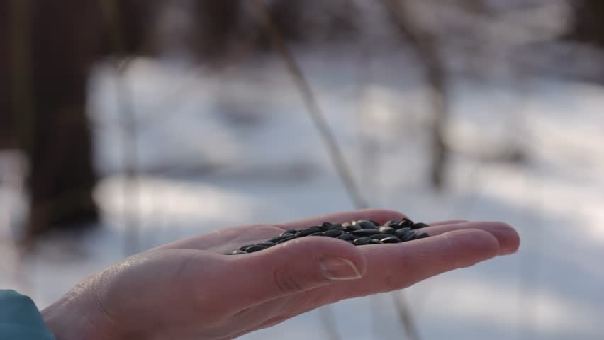 Woman feeding cute tit bird to sunflower seeds at snowy woodland. Beautiful tomtit pecking food from female hand at winter forest. Small titmouse eating meal from arm of young girl at snow park