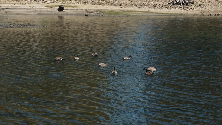 Geese swimming on the lake near rocky shore on summer day