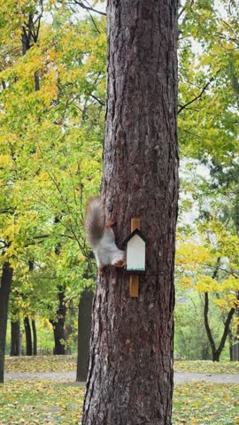 Squirrel Climbing Down Tree Trunk Near Wooden Feeder in Autumn Park