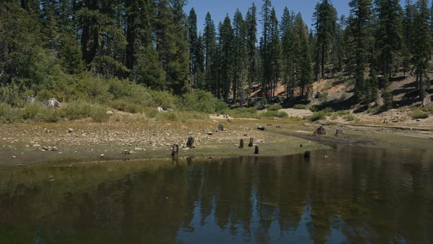 Forest landscape with lake and tree stumps on the shore on summer day
