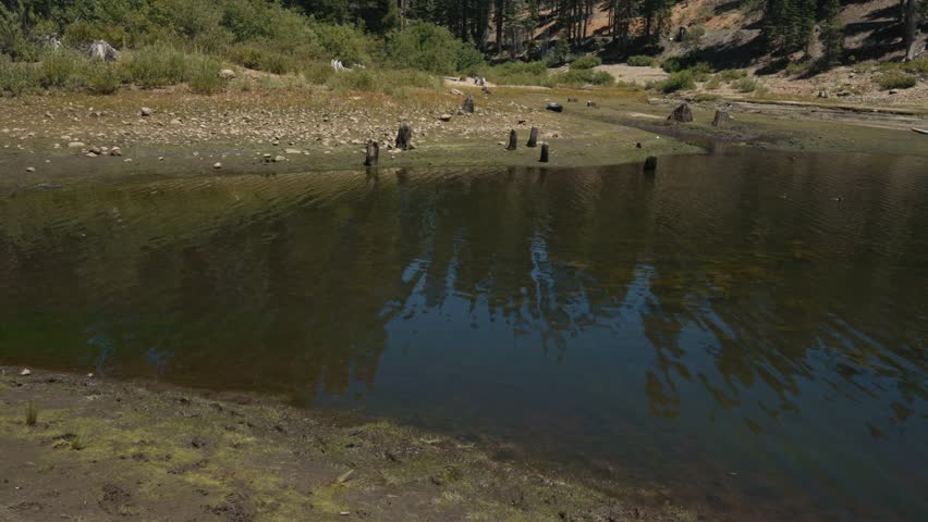 Lake shore with tree stumps and reflections of pine forest in water