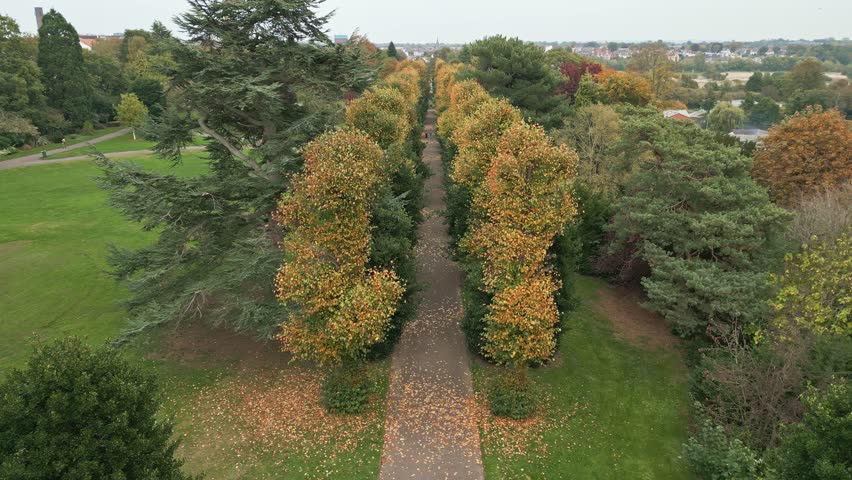 An aerial view shows a line of beech trees in autumn colours in Grosvenor Park, Chester, Cheshire, England. The park scene displays the row of trees with fall foliage creating seasonal colours