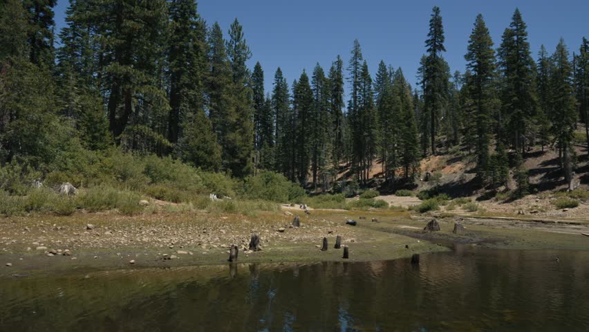 Forest landscape by the lake with dry shore and tree stumps