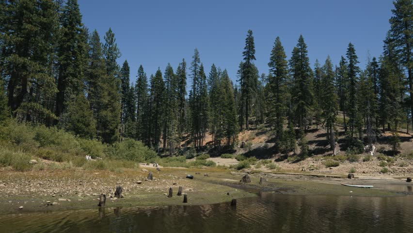 Shore of mountain lake with pine forest and dry stumps