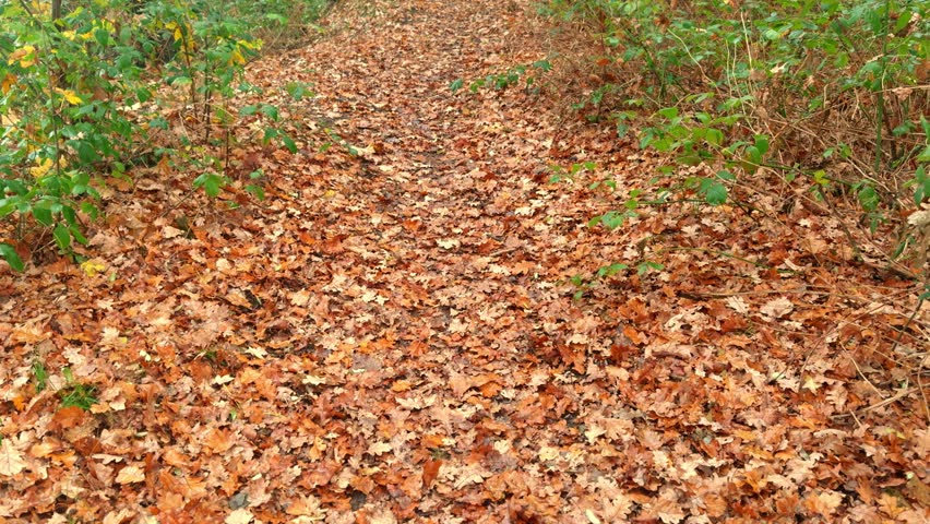 Beautiful forest path in autumn full of leaves and oak trees, brown oak leaves on the forest floor, small forest path with many old trees with colorful autumn leaves, moss on branches, mystical path