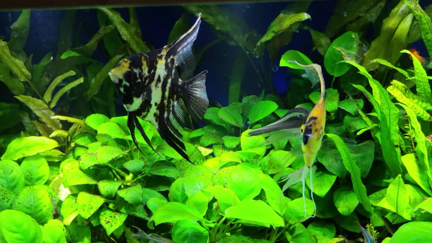 Black-n-white striped and golden marbled veiltail Angelfish (Pterophyllum scalare), fast moving Danio and red Platies in a freshwater planted community aquarium