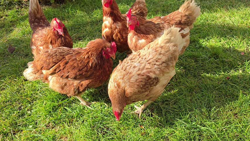 Close-Up Loopable Video of Free-Range Chickens Foraging: Brown Hens Pecking and Eating Grass and Bugs in Lush Pasture, Symbolizing Organic Farm Life, Healthy Diet, and Sustainable Food Production