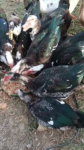 A flock of ducks of various colors and shapes swarm to greedily eat wheat bran in a garden
