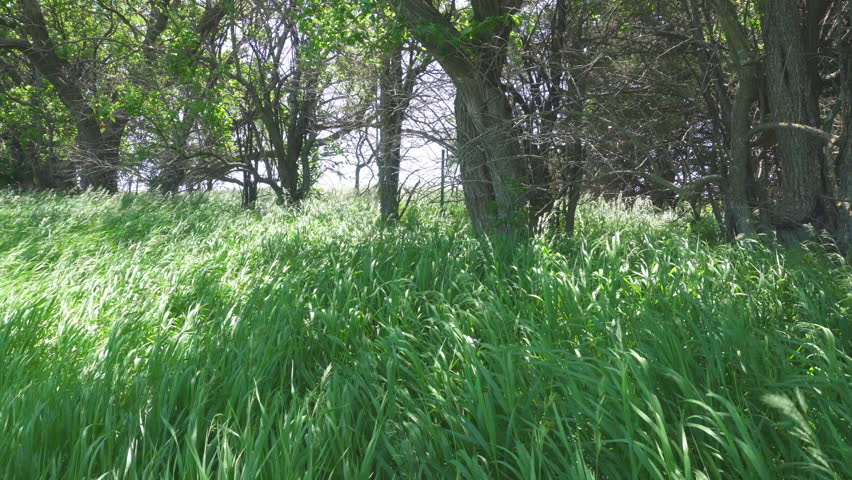 Tall prairie grass blowing in the wind with cotton wood trees in the background. Homestead National Historical Park near Beatrice, Nebraska. 