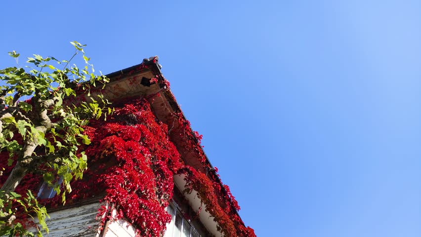 Blue sky and red ivy leaves entwining around a Western-style building, Tohoku, Japan