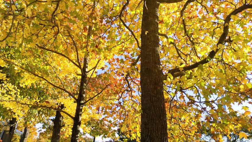 Autumn Sweetgum leaves swaying in the wind, tilt