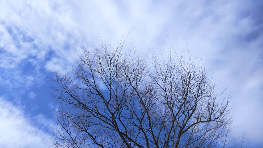 Dead trees and flowing clouds in winter, Tohoku Japan