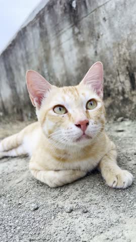Cat Resting Outside on Sunny Day