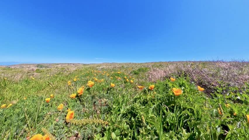 Flying Over Poppies and Low Grassy Trail in Channel Islands National Park