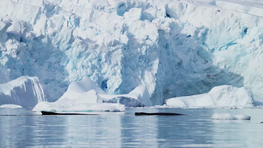 Humpback Whale Dorsal Fin in Antarctica, Marine Wildlife showing Whales Back Surfacing while Swimming in Southern Ocean Sea Water with Beautiful Winter Glacier Landscape Scenery on Antarctic 4k