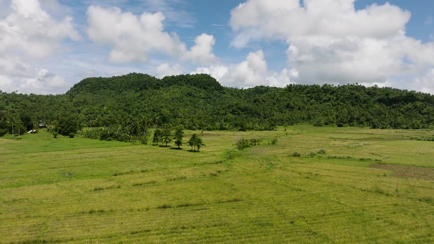 Green rice fields with scattered trees and forested hills under blue sky and clouds. Siargao, Philippines.
